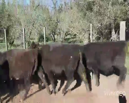 Lote 65 Terneros/as en Coronel Pringles, Buenos Aires