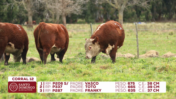 Lote Toros de Lote