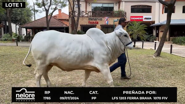 Lote LOTE 1