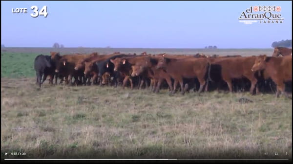 Lote 60 Novillitos Marca Liquida - Santa Anita, Entre Rios