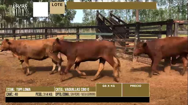 Lote LOTE 34 - 40 VAQUILLAS PREÑADAS CBO 0