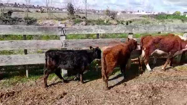 Lote (Vendido)3 Terneras 165kg -  en CARDONA