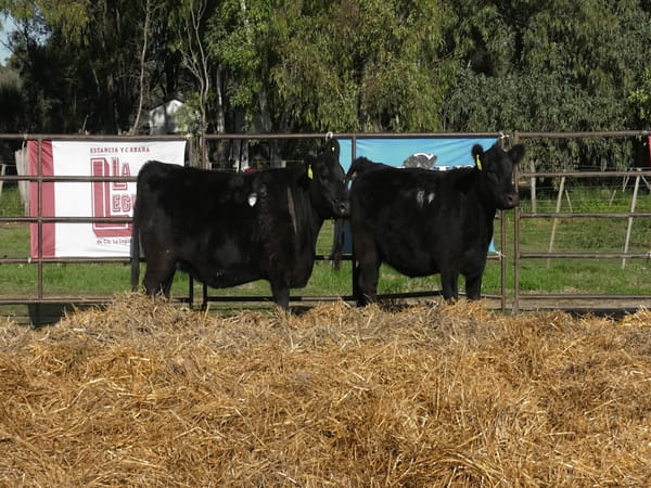 Lote VAQUILLONAS ANGUS  PP