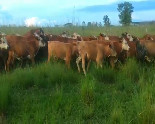 Lote 220 Terneros en Virasoro, Corrientes