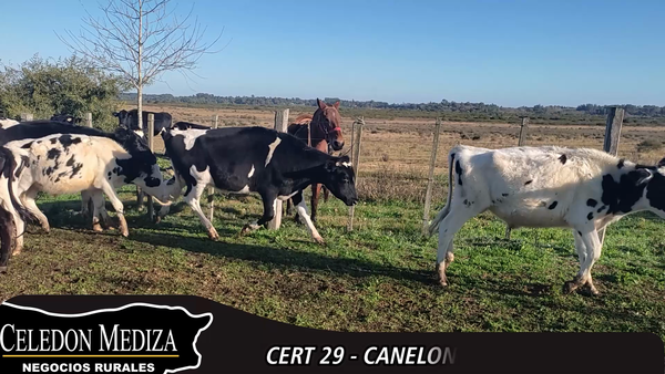 Lote 21 Novillos 1 a 2 años en Canelones, Canelones