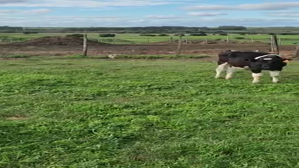 Lote 17 terneros holando