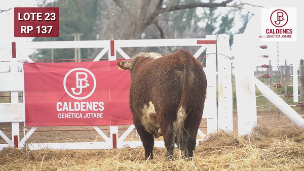 Lote Toro PR