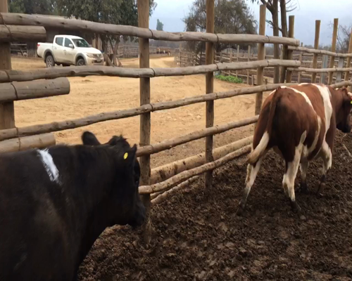 Lote 20 Novillo Gordo en Melipilla, Región Metropolitana