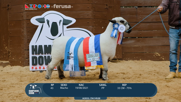 Lote LOTE 42 - BOZAL