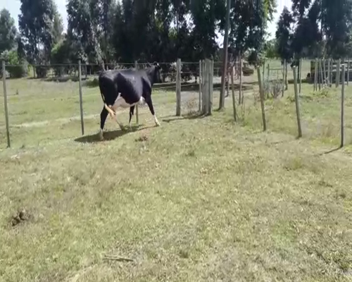 Lote (Vendido)Vaquillonas 1 a 2 años HOLANDO en PARAJE EL BAÑADO