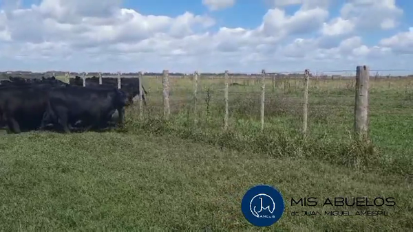 Lote 60 Terneros