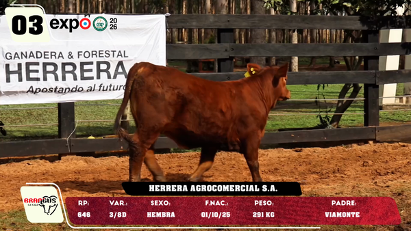 Lote LOTE 3