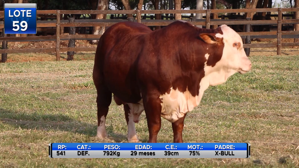 Lote TOROS BRAFORD  -LOTE 59