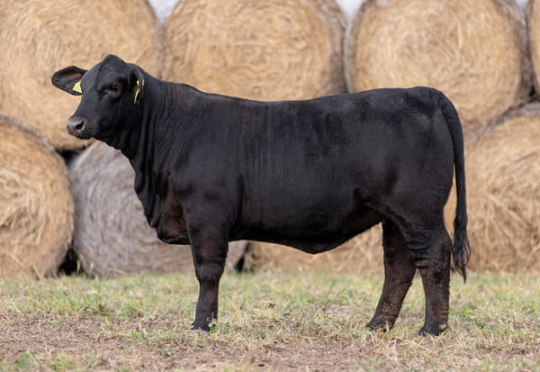 Lote LOTE 19
