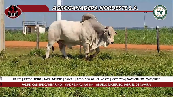 Lote TORO