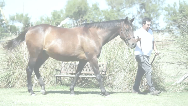 Lote CITY OF PASSION (FOOTSTEPSINTHESAND - CHERISH) Preñez por EMMANUEL