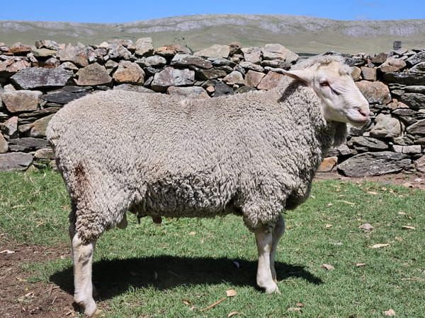Lote (Vendido)Carneros, Lavalleja