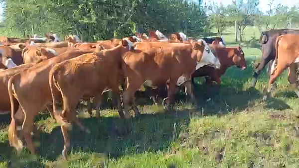 Lote 240 Terneras en Corrientes, Mercedes