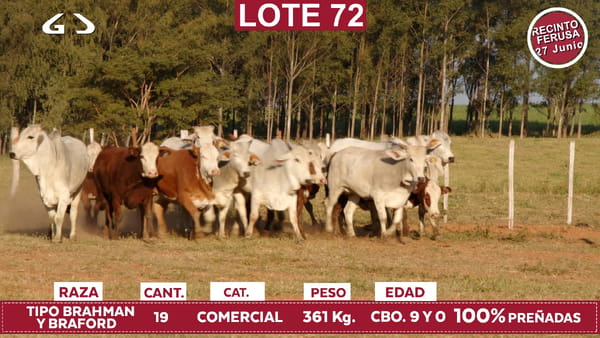 Lote Reproductores de Alborada - Lote 72