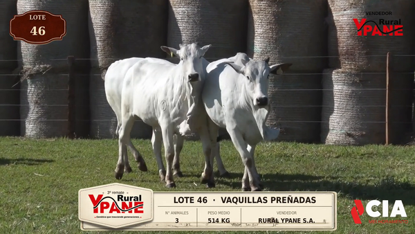 Lote Lote 46