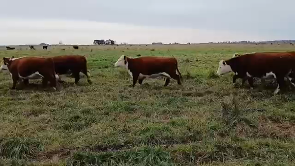 Lote 54 Vacas nuevas C/ gtia de preñez