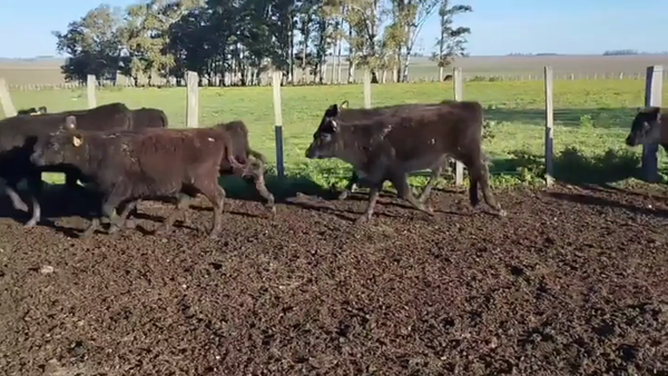 Lote Terneras