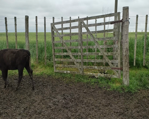 Lote 11 Terneras 9AA,  2 AA X HE 265kg - , Colonia