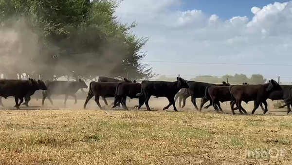 Lote 120 Terneros en Brandsen, Buenos Aires