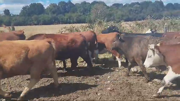 Lote 40 Vaquilla Engorda en Puerto Octay, X Región Los Lagos