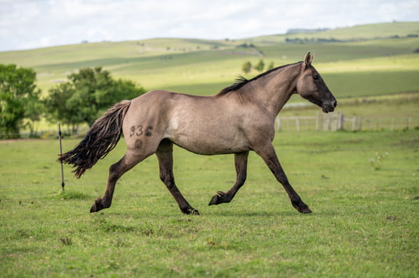 Lote COCINERA MONZON