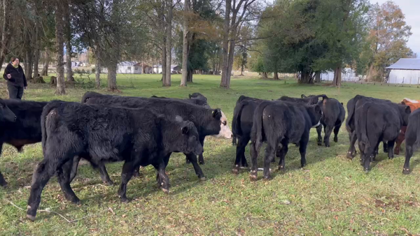 Lote 27 Ternero en Río Bueno, XIV Región Los Ríos