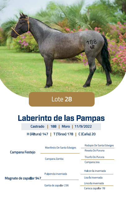Lote LOTE 28