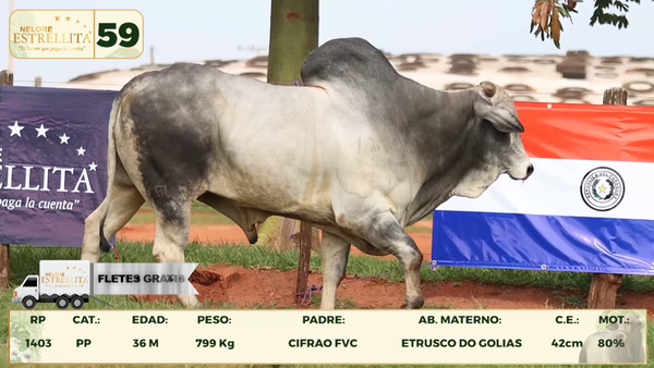 Lote LOTE 59