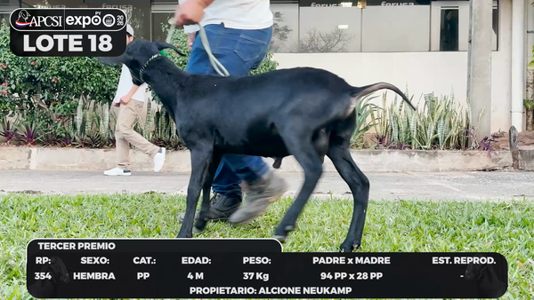 Lote LOTE 18 - BOZAL