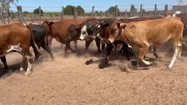 Lote 110 Terneras en Gral. San Martín, Chaco