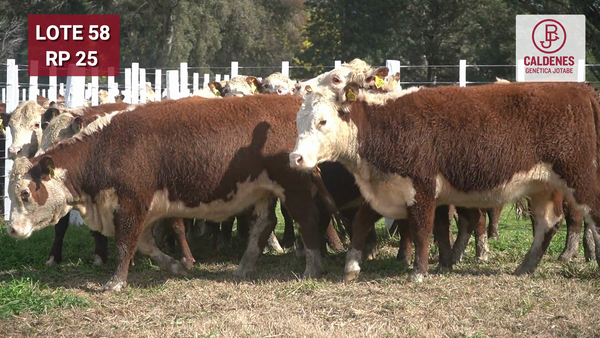 Lote VAQUILLONA PURAS REGISTRADAS PREÑADAS POR INSEMINAC. ARTIFICIAL, PARICIÓN PRIMAVERA.