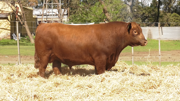 Lote TOROS PUROS CONTROLADOS