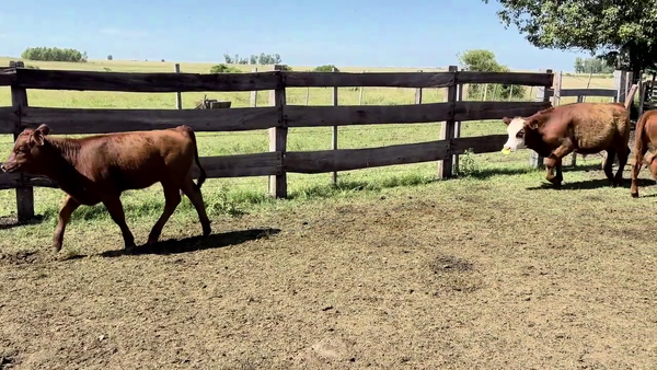 Lote TERNEROS Y TERNERAS