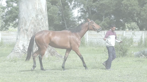 Lote TATI RABIOSA (TETAZE -  RABIOSA RYE)