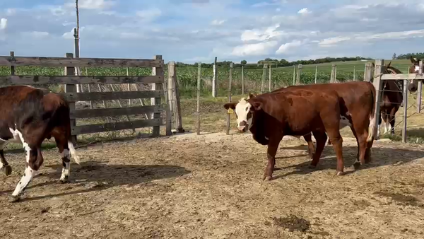 Lote 3 Terneros, San José