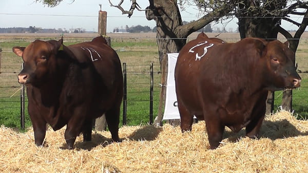 Lote Toros PC Colorado