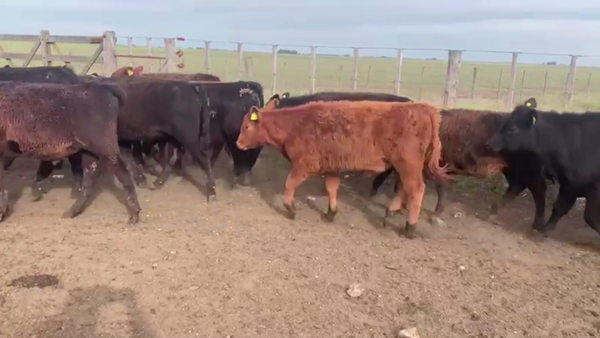 Lote 70 TERN. MACHOS, CNEL. PRINGLES, BS. AS.