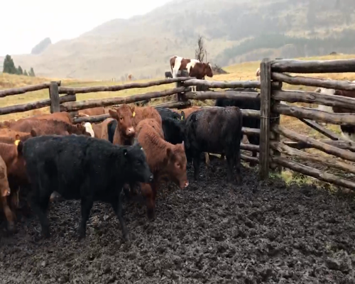 Lote 25 Ternera en Coyhaique, XI Región Aysén