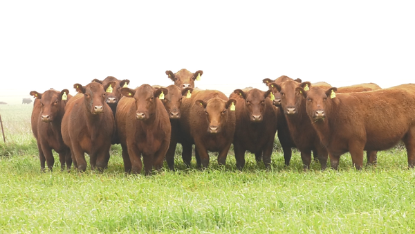 Lote VAQ. ANGUS COLORADAS PC C/GTÍA DE PREÑEZ