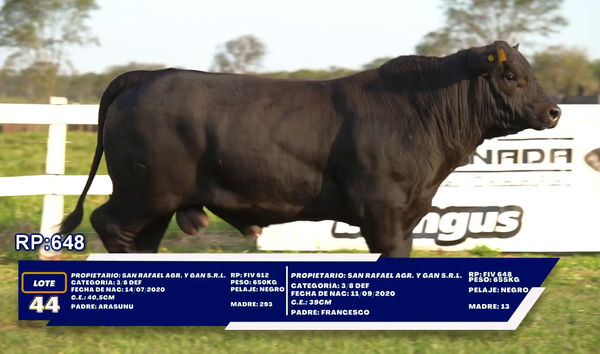 Lote LOTE 44 - DUO