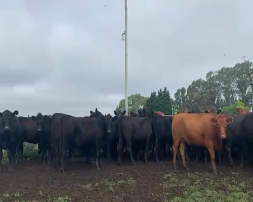 Lote 30 Vaquillonas en Loberia, Buenos Aires