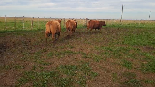 Lote 33 Vacas faena en Castelli, Buenos Aires