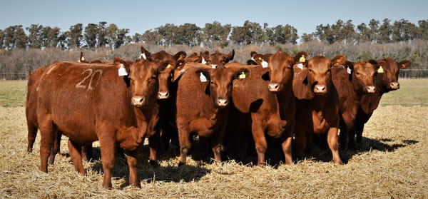 Lote Vaquillonas Angus PC Otoño