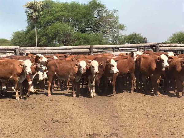 Lote 110 Terneros en Riacho He-He, Formosa