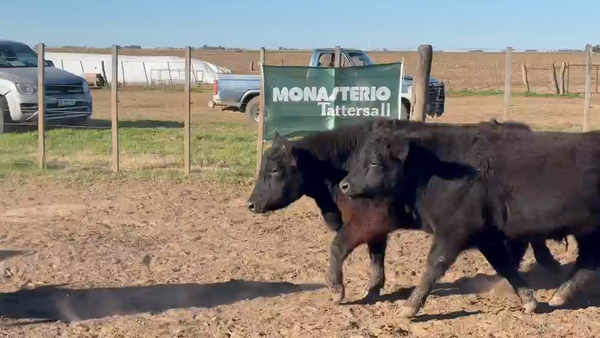 Lote 80 Novillitos en Trenel